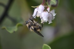 Criorhina nigripes