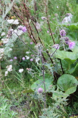 Cirsium osseticum