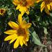 Narrowleaf Mule-Ears - Photo (c) kqedquest, some rights reserved (CC BY-NC)