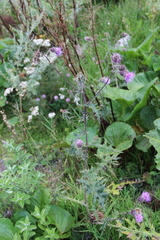 Cirsium osseticum