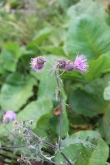 Cirsium osseticum