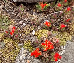 Castilleja tolucensis