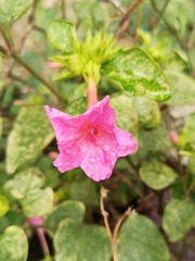 Mirabilis jalapa