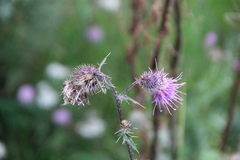 Cirsium osseticum