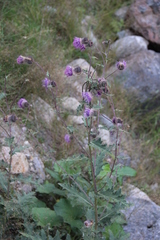 Cirsium osseticum