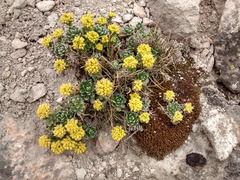 Draba nivicola