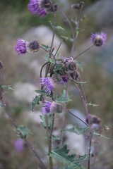Cirsium osseticum