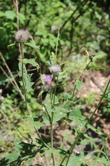 Cirsium osseticum