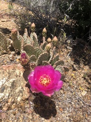 Opuntia basilaris brachyclada