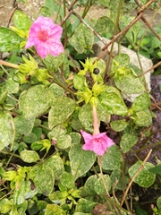 Mirabilis jalapa