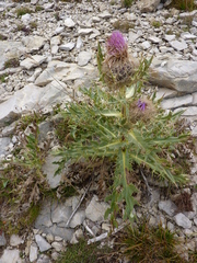 Cirsium pugnax
