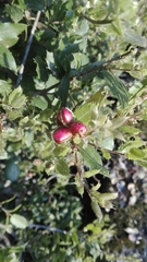 Plagiotrochus quercusilicis