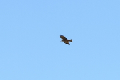 Milvus migrans
