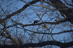 Sturnus vulgaris