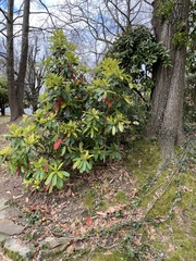 Rhododendron ponticum