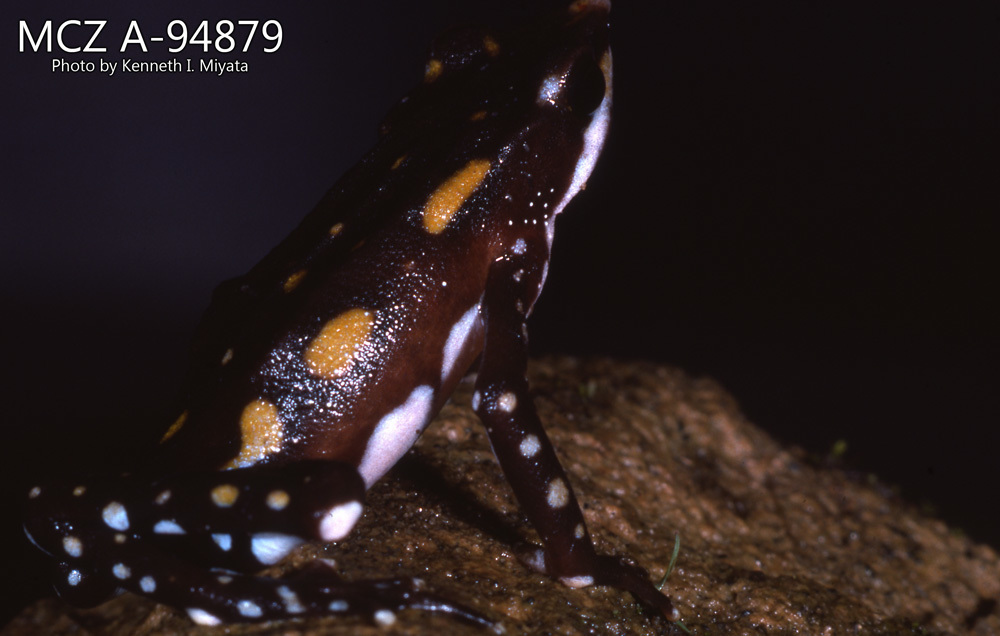 Longnose Stubfoot Toad