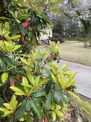Rhododendron ponticum