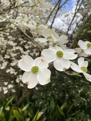 Cornus florida