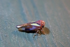 Balcanocerus provancheri