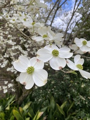 Cornus florida