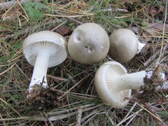 Tephroleuci