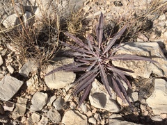 Oenothera brachycarpa