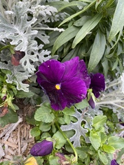 Viola × wittrockiana