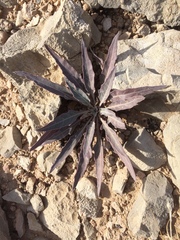 Oenothera brachycarpa