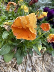 Viola × wittrockiana