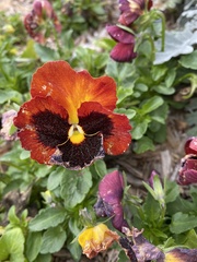 Viola × wittrockiana