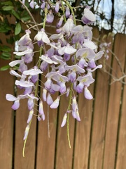 Wisteria sinensis