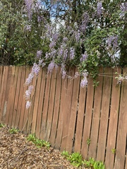 Wisteria sinensis
