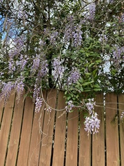 Wisteria sinensis