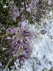 Wisteria sinensis