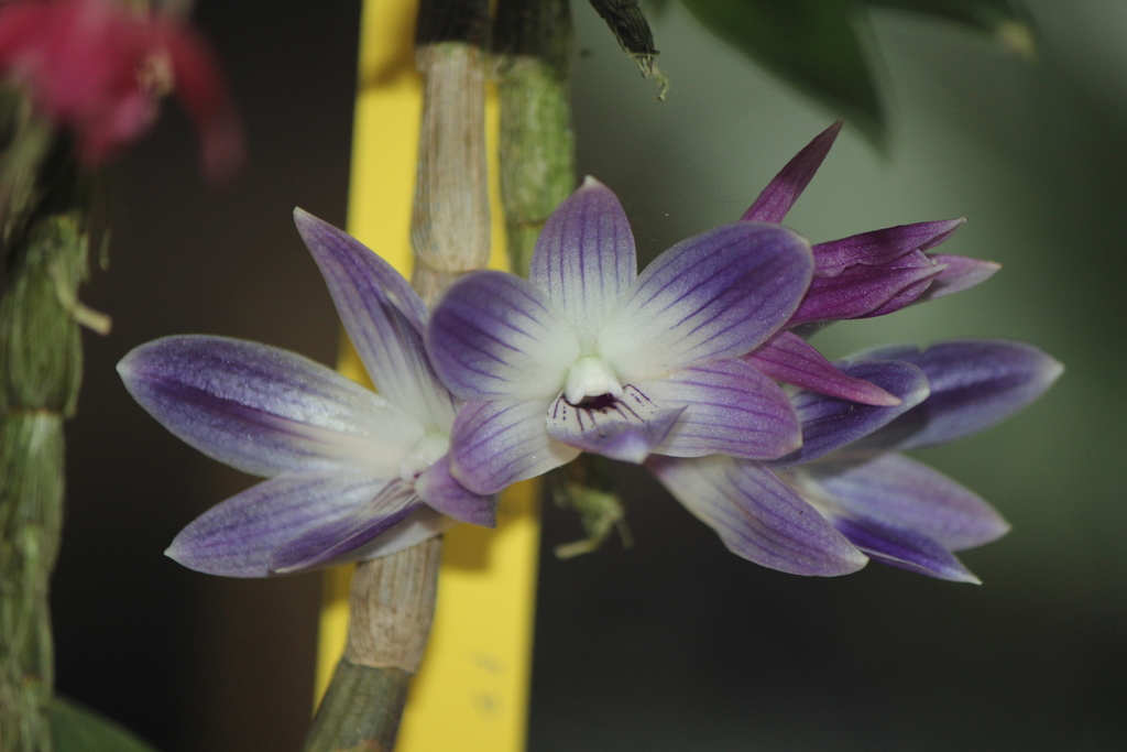 Dendrobium victoriae-reginae