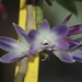 Dendrobium victoriae-reginae - Photo (c) Steven Kurniawidjaja, osa oikeuksista pidätetään (CC BY-NC), lähettänyt Steven Kurniawidjaja