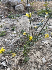 Magnoliopsida