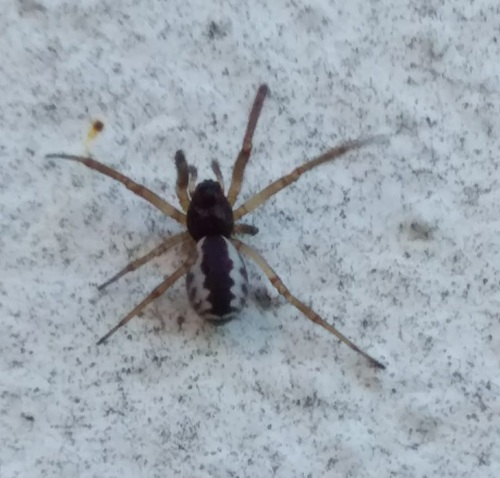 Dubbelhangmatspin, 26045 Solarolo Monasterolo CR, Italia, photo 9 of 10