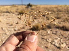 Allium kunthii