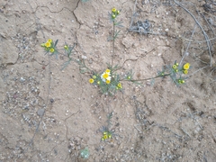 Thymophylla concinna