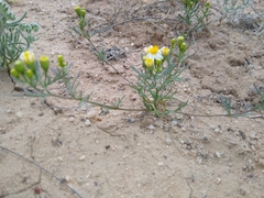 Thymophylla concinna