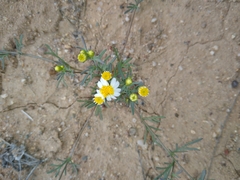 Thymophylla concinna