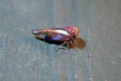 Balcanocerus provancheri