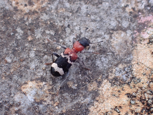 pestroš mravcový (Thanasimus formicarius)
