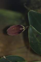 Restrepia