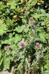 Cirsium pugnax
