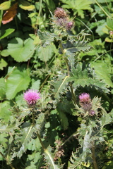 Cirsium pugnax