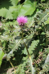 Cirsium pugnax