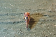 Balcanocerus provancheri