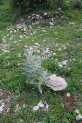 Cirsium argillosum